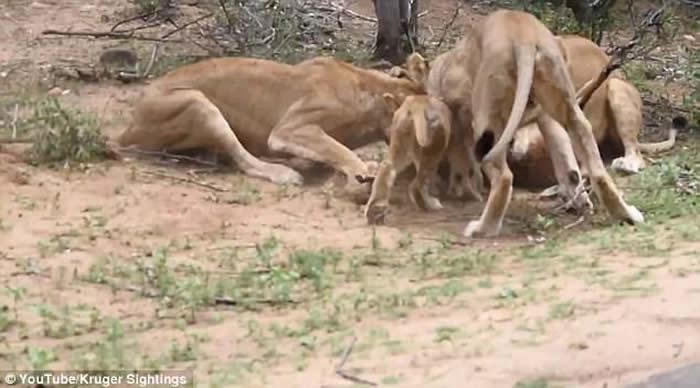 南非克鲁格国家公园小鹿过马路不合时 跳入狮口沦为大餐