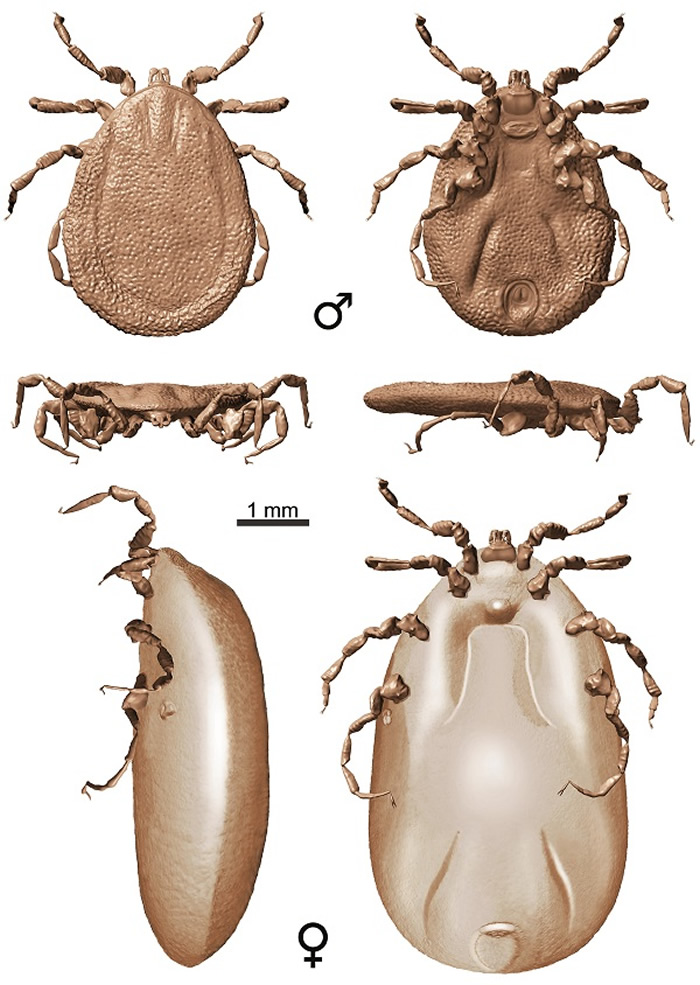9900万年前的琥珀显示即使是恐龙也不能避开吸血蜱虫