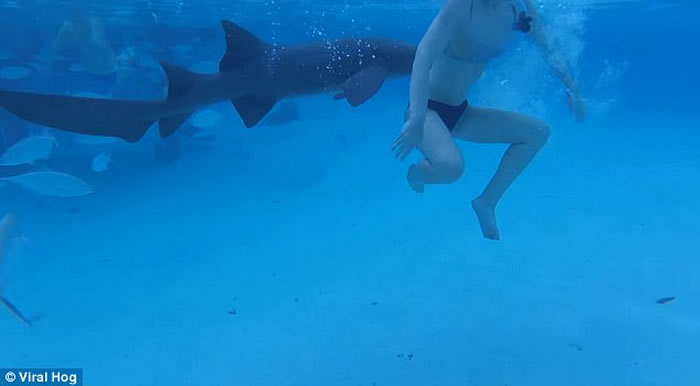 美国比基尼美眉到加勒比海巴哈马群岛度蜜月遭护士鲨攻击