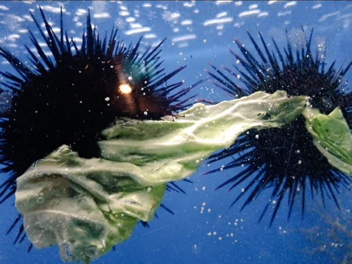 ����һĻ�������������Ը�����