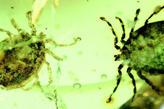 缅甸9900万年前白垩纪琥珀化石中发现蜱虫 可能吸满恐龙血液