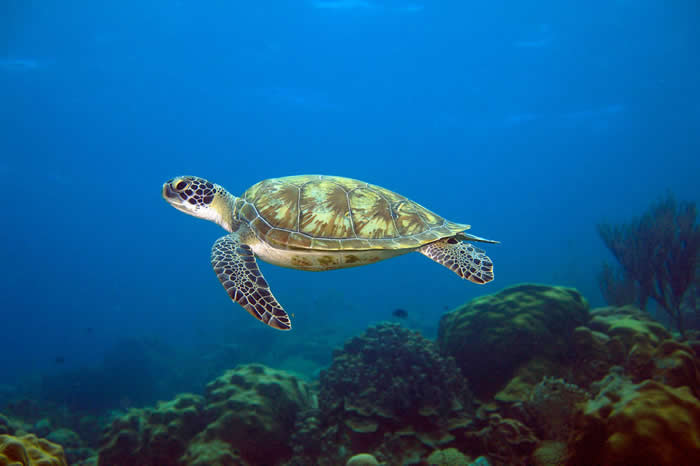 如何分辨海龟与陆龟