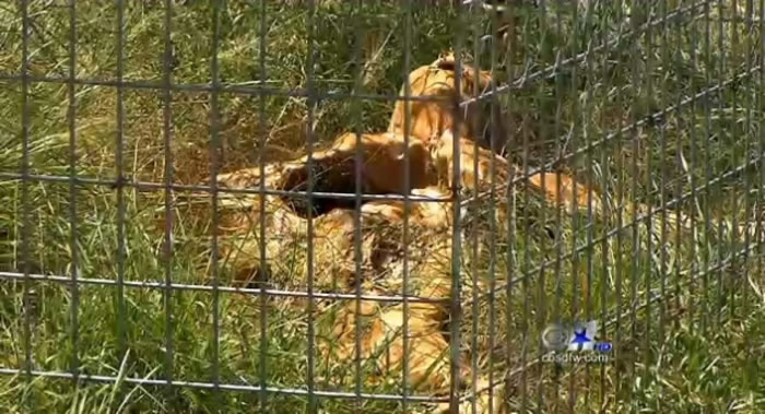 ��������������ѧ��ʬ��ũ������70������鲼