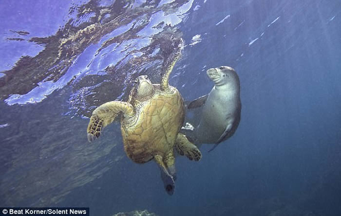 ���������ĺ������������������߲����ĺ�������