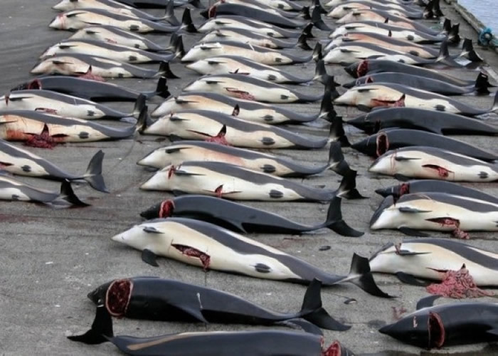 日本多年来以科研的名义走灰色地带,继续捕杀鲸鱼。