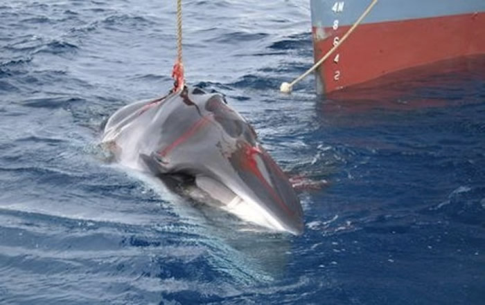 日本的捕鲸船队早前出海到南极。