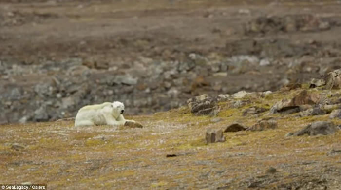 饥饿垂死北极熊影片传遍全球 气候变迁威胁它们生存