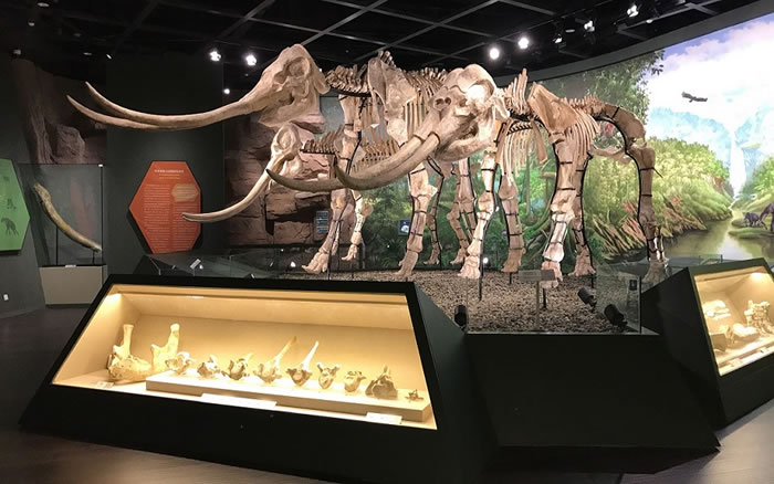 万州博物馆东方剑齿象化石:1921年美国考古博士遗漏的宝藏 86年后被化石爱好者发现