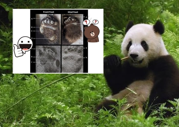 㼣ʶ𷨡è׼ȷʴųɡ