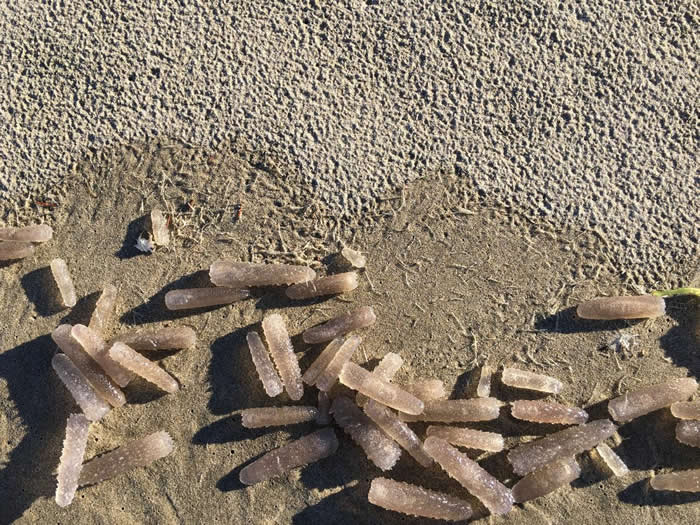 神秘海中生物为何大量繁殖?科学家跟你一样搞不懂