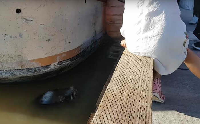 加州海狮为何将女孩拖入海中?