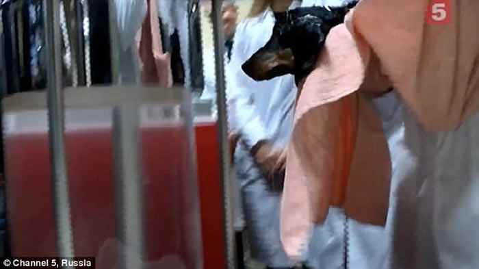 俄罗斯研发“液态呼吸术”让呼吸空气的生物能在液体中生存