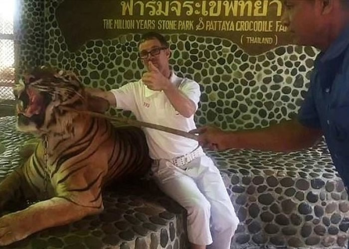 员工用棍戳老虎,务求令其张口咆哮。