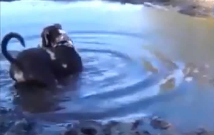 可爱小狗在泥沼旁玩耍 埋伏鳄鱼突然冲出一口吞下