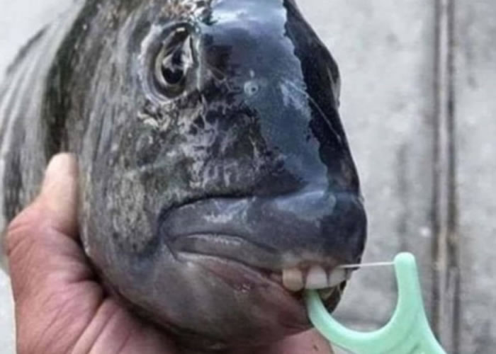 费多尔措夫开玩笑地用牙线帮这条鱼清洁牙齿。