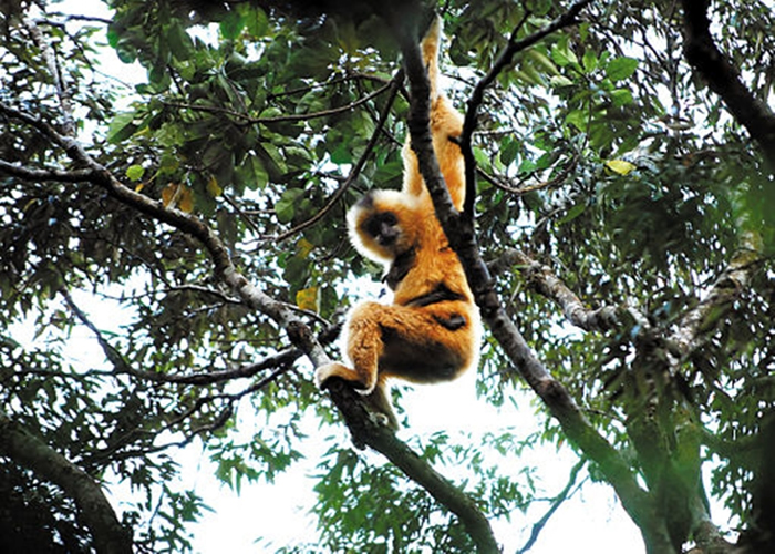 海南长臂猿因农垦、林业活动急速发展而数量大减。