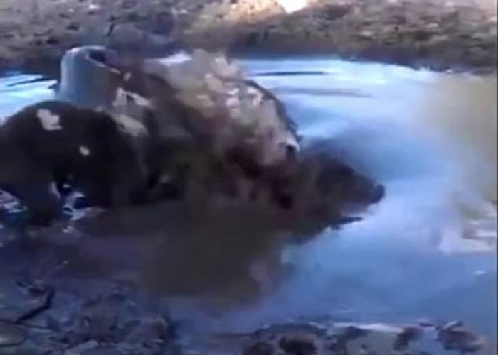 可爱小狗在泥沼旁玩耍 埋伏鳄鱼突然冲出一口吞下