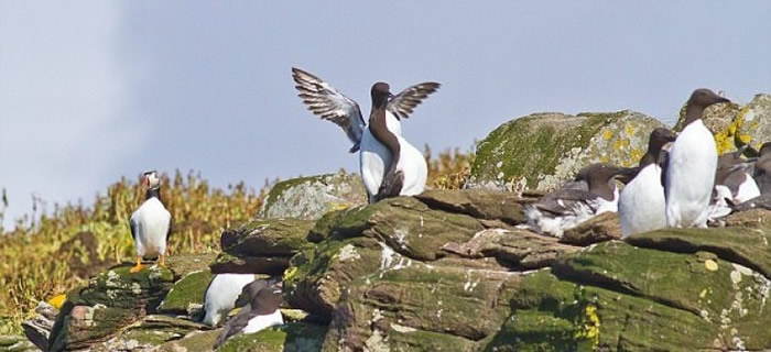 岛上有众多海鸟栖息。