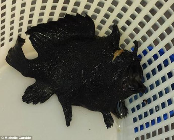 鮟鱇鱼？澳洲昆士兰阳光海岸捕获全身皆是黑色鳞片的3条腿怪鱼