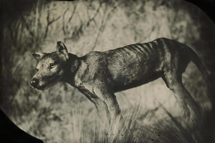 ֽ˹ǻһдʳĻĿ¼1930 TAXIDERMIC SPECIMEN, AMERICAN MUSEUM O