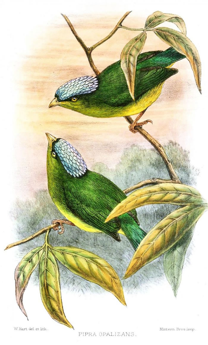 乳白冠侏儒鸟(Opal-crowned manakin)