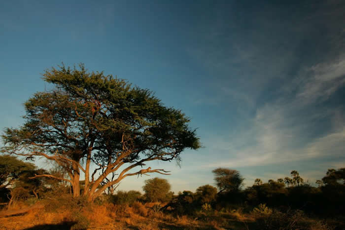 ڲɲһͷĸһýϻϡ PHOTOGRAPH BY BEVERLY JOUBERT, NATIONAL GEOGRAPHIC CREATI