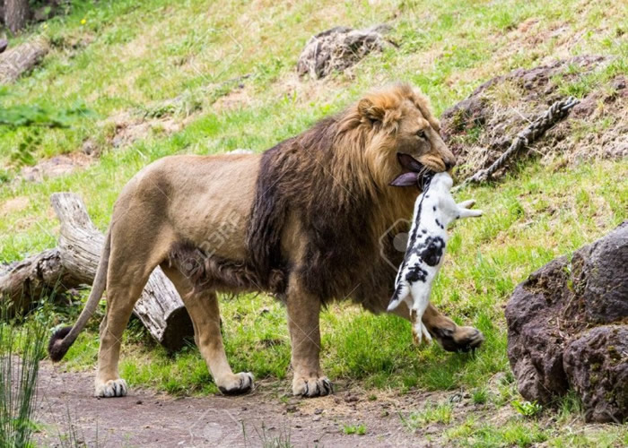 动物园否认呼吁公众,捐出要人道毁灭的宠物供喂饲猛兽。