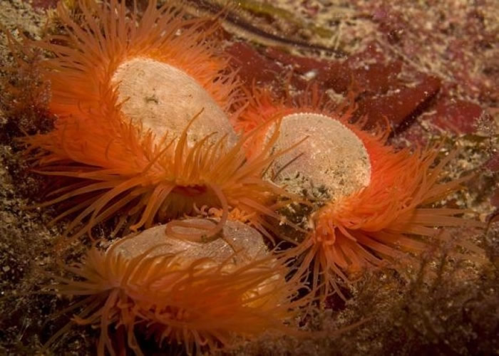 卡伦湖底的火焰贝数量相当惊人。