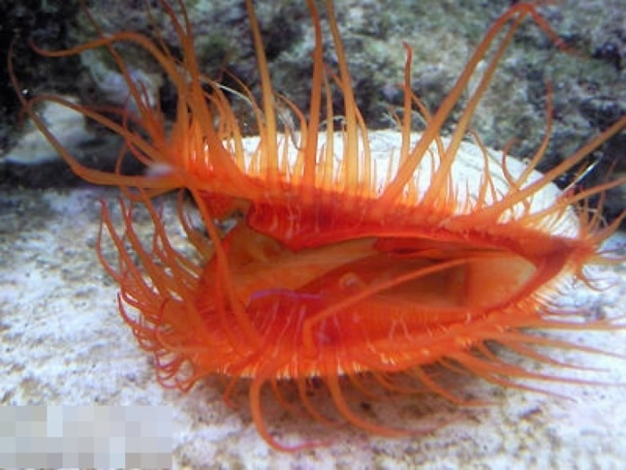 火焰贝是以浮游生物为主食。