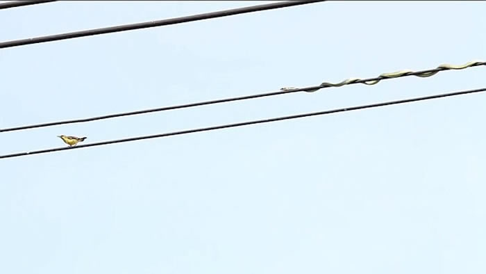 马来西亚沙巴州青蛇欲捕鸟 伪装成电线仍失败
