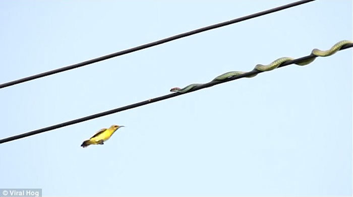 马来西亚沙巴州青蛇欲捕鸟 伪装成电线仍失败