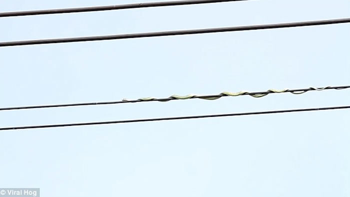 马来西亚沙巴州青蛇欲捕鸟 伪装成电线仍失败