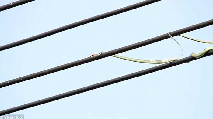 马来西亚沙巴州青蛇欲捕鸟 伪装成电线仍失败