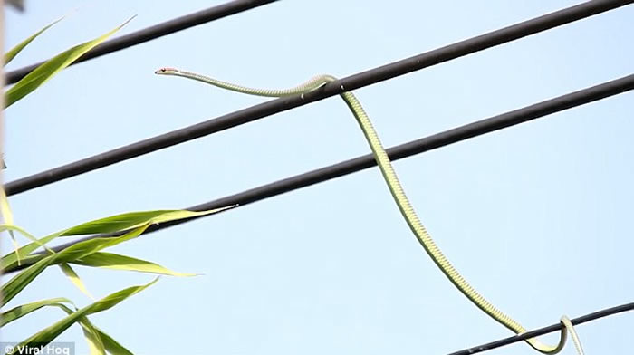 马来西亚沙巴州青蛇欲捕鸟 伪装成电线仍失败