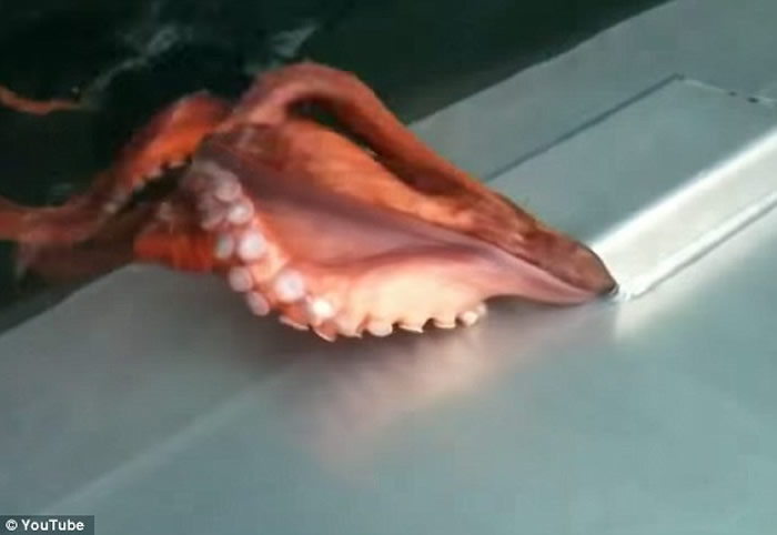 ������������˹���洬����ĺ�ɫ������������ݡ�ʤ����������