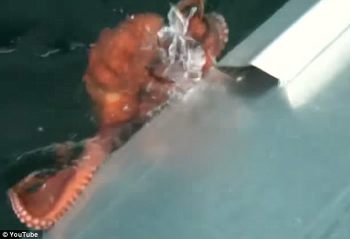 ������������˹���洬����ĺ�ɫ������������ݡ�ʤ����������