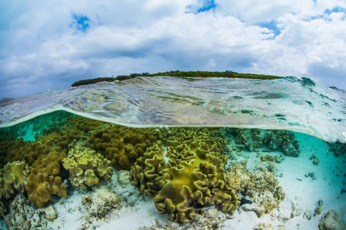 󱤽ϲ׵ذɺ PHOTOGRAPH BY GARY CRANITCH, QUEENSLAND MUSEUM