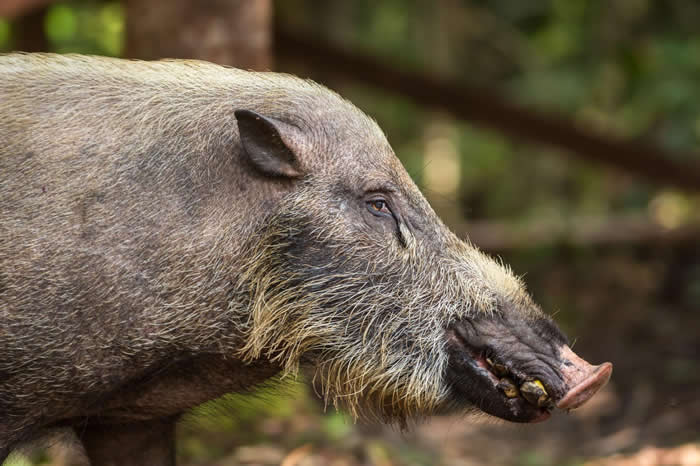婆罗洲的野猪正在吃香蕉。它们也喜欢吃油棕榈的果实。 PHOTOGRAPH BY JAK WONDERLY, NATIONAL GEOGRAPHIC CREATI
