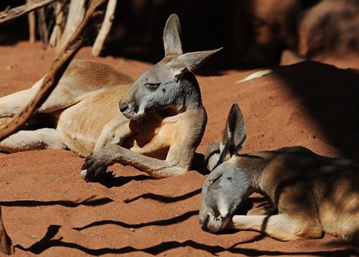 兽医柯伦指,袋鼠的整个族群都会坐于地上,然后死去。