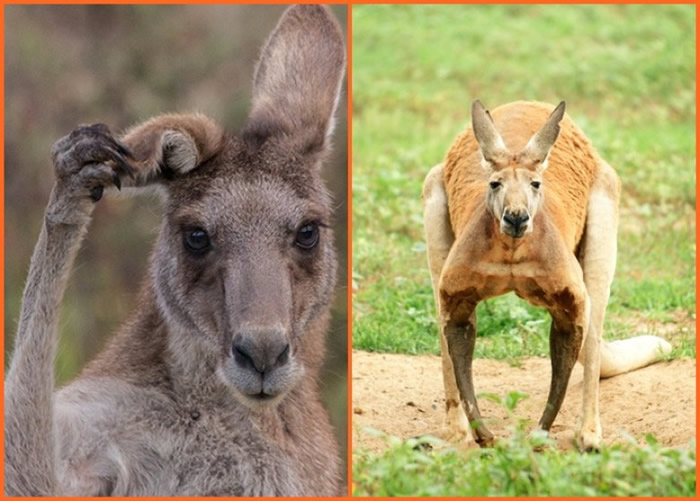 新南威尔士省内,不论灰袋鼠(图左)和红袋鼠(图右)都于最近一年内大量死亡。