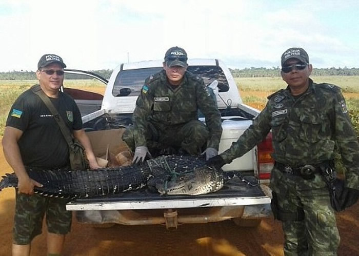 险成人类除夕大餐 巴西两短吻鳄幸获救