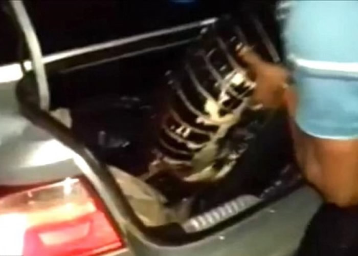 险成人类除夕大餐 巴西两短吻鳄幸获救