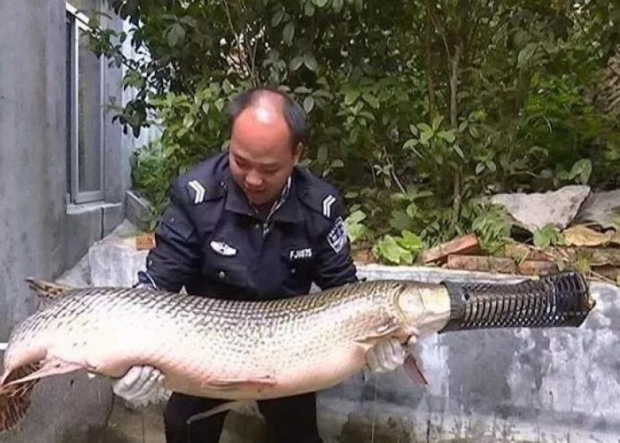 鳄雀鳝身长长1.68米,重约40公斤。