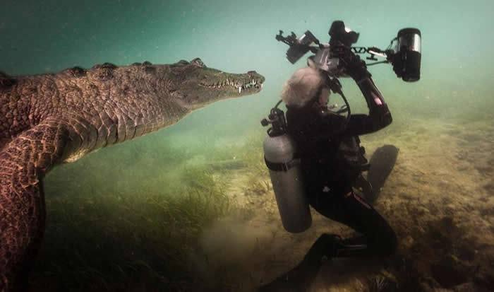 一头好奇的鳄鱼靠近摄影师珍妮佛.海斯,当时她正在拍摄加勒比海女王花园群岛国家海洋公园(Gardens of the Queen National Marine