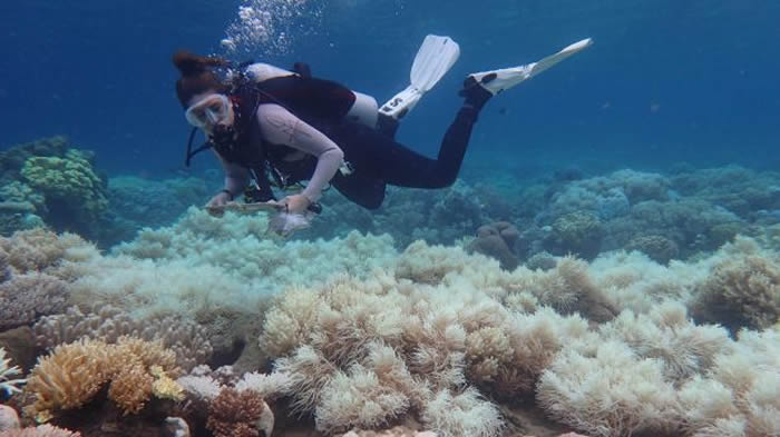 过去40年全球发生严重珊瑚白化事件的频率增加了近5倍