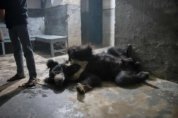 �����ڣ�������������վ�ڰ�ס���ǲ���ϵ���ϡ���������˹���ޱ�����ݶ����Ƴ����������������Ϻܳ�����������Ұ�Ⲷʳ���ϡ�����ֻ�ܶ����׺�ţ��ά���� PHOTOGR