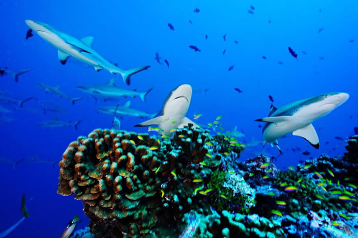 鲨鱼繁殖速度缓慢,格外容易受到过度捕捞的影响。 PHOTOGRAPH BY BRIAN J. SKERRY, NATIONAL GEOGRAPHIC