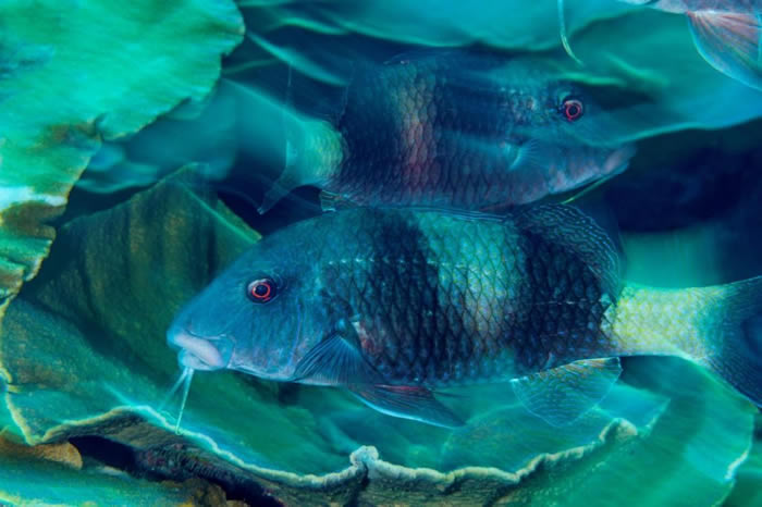 保育学家指出,粗唇海绯鲤等鱼类需在受保护的区域内生长与养育后代。 PHOTOGRAPH BY BRIAN J. SKERRY, NATIONAL GEOGRAP