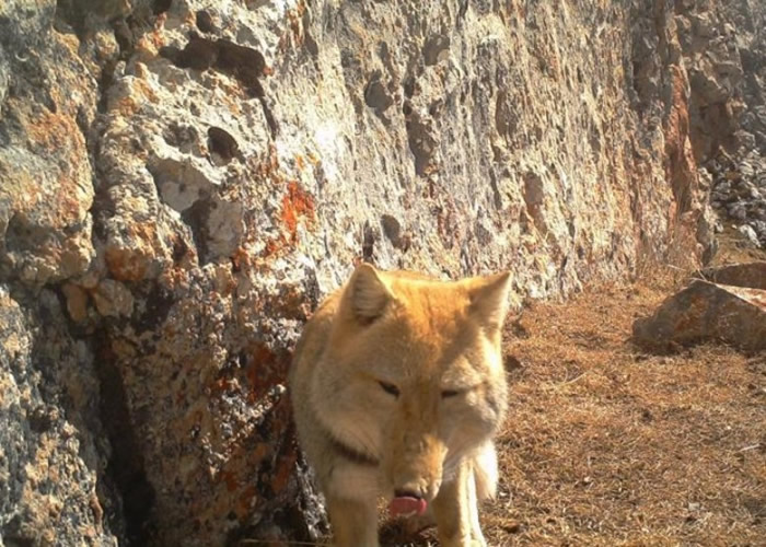 �غ�ģ���ɰ���