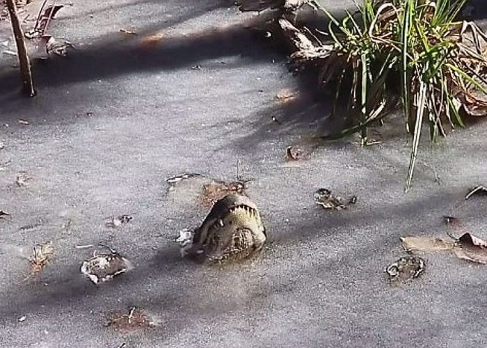 一条鳄鱼把鼻子刚刚好露出冰面。